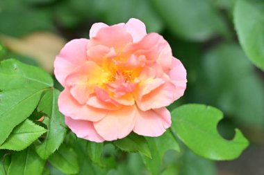 Bahçedeki güzel güller. Kapat. 