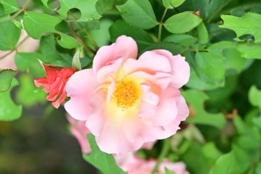 Bahçedeki güzel güller. Kapat. 