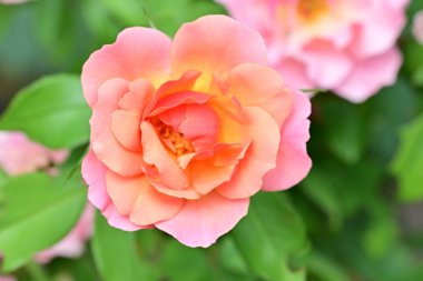 Bahçedeki güzel güller. Kapat. 