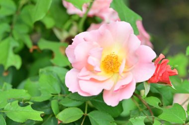 Bahçedeki güzel güller. Kapat. 