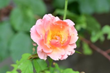 Bahçedeki güzel güller. Kapat. 