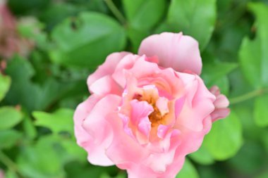 Bahçedeki güzel güller. Kapat. 