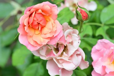 Bahçedeki güzel güller. Kapat. 