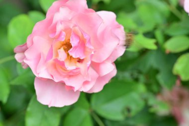 Bahçedeki güzel güller. Kapat. 