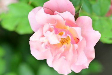 Bahçedeki güzel güller. Kapat. 