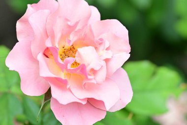 Bahçedeki güzel güller. Kapat. 