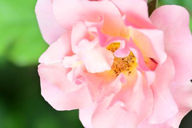 Bahçedeki güzel güller. Kapat. 