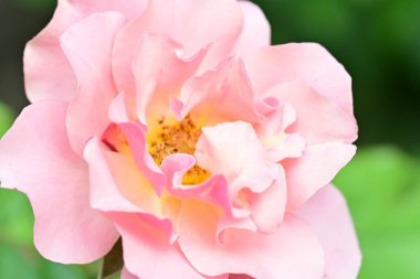 Bahçedeki güzel güller. Kapat. 