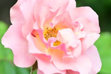 Bahçedeki güzel güller. Kapat. 