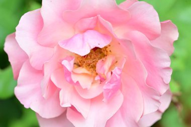 Bahçedeki güzel güller. Kapat. 