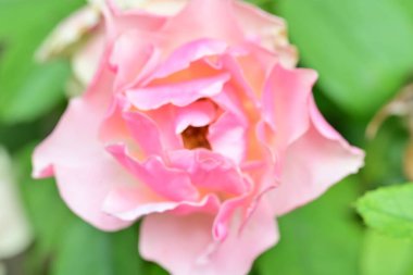 Bahçedeki güzel güller. Kapat. 