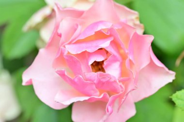 Bahçedeki güzel güller. Kapat. 