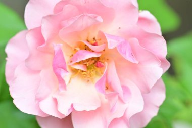 Bahçedeki güzel güller. Kapat. 