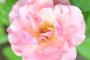 Bahçedeki güzel güller. Kapat. 