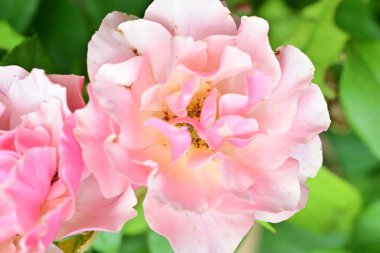 Bahçedeki güzel güller. Kapat. 