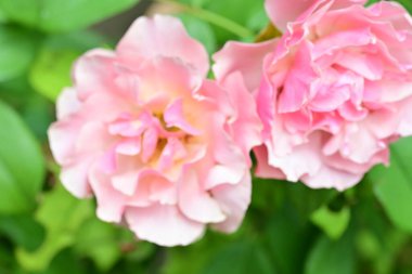 Bahçedeki güzel güller. Kapat. 