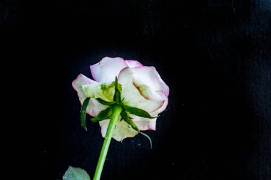 Siyah arkaplanda beyaz çiçek