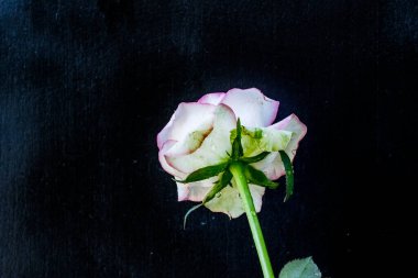 Koyu arkaplanda güzel beyaz bir gül