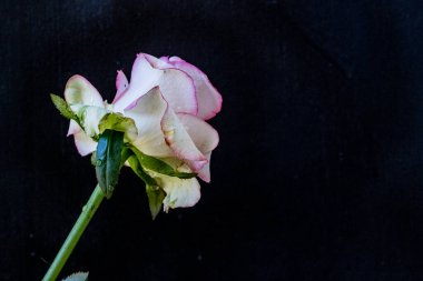 Siyah arkaplanda pembe gül, yakın plan.