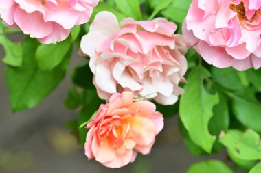 Bahçedeki güzel güller. Kapat. 