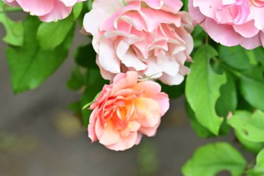 Bahçedeki güzel güller. Kapat. 