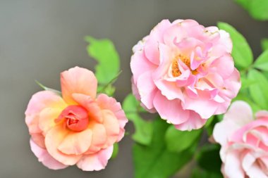 Bahçedeki güzel güller. Kapat. 