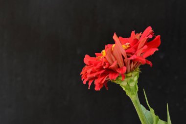 Siyah arka planda zinnia çiçeği, yakın plan -.
