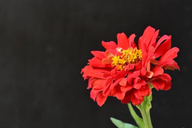 Siyah arka planda zinnia çiçeği, yakın plan -.