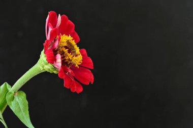 Siyah arka planda zinnia çiçeği, yakın plan -.