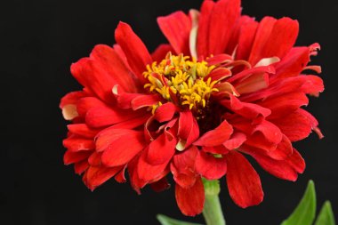 Siyah arka planda zinnia çiçeği, yakın plan -.