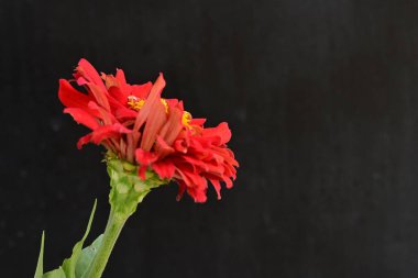 Siyah arka planda zinnia çiçeği, yakın plan -.