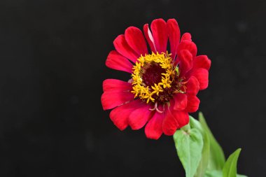 Siyah arka planda zinnia çiçeği, yakın plan -.