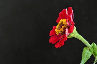 Siyah arka planda zinnia çiçeği, yakın plan -