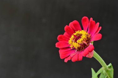 Siyah arka planda zinnia çiçeği, yakın plan -.