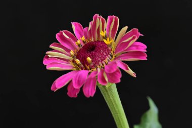 Siyah arka planda zinnia çiçeği, yakın plan -.