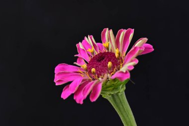 Siyah arka planda zinnia çiçeği, yakın plan -.