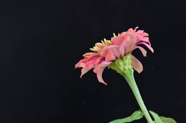 Güzel çiçeklerin kapanışı, yaz konsepti.