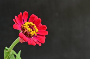 Siyah arka planda zinnia çiçeği, yakın plan -.