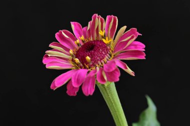 Siyah arka planda zinnia çiçeği, yakın plan -.