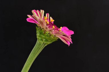 Siyah arka planda zinnia çiçeği, yakın plan -.