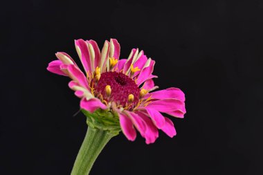 Siyah arka planda zinnia çiçeği, yakın plan -.