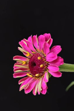 Siyah arka planda zinnia çiçeği, yakın plan -.