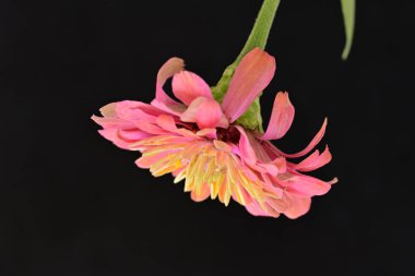 Siyah arka planda zinnia çiçeği, yakın plan -.