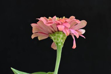 Siyah arka planda zinnia çiçeği, yakın plan -.