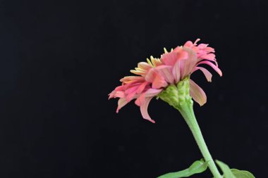 Siyah arka planda zinnia çiçeği, yakın plan -.