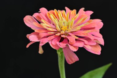 Siyah arka planda zinnia çiçeği, yakın plan -.