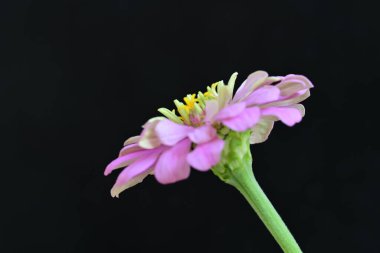 Siyah arka planda zinnia çiçeği, yakın plan -.