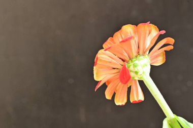 Siyah arkaplanda güzel çiçekler, yakın plan görünümü 