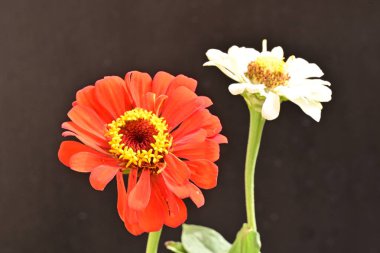 Siyah arkaplandaki zinnia çiçeklerini kapat 