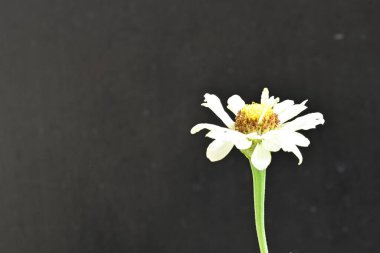 Siyah arkaplanda çiçek, yakın plan görünümü 